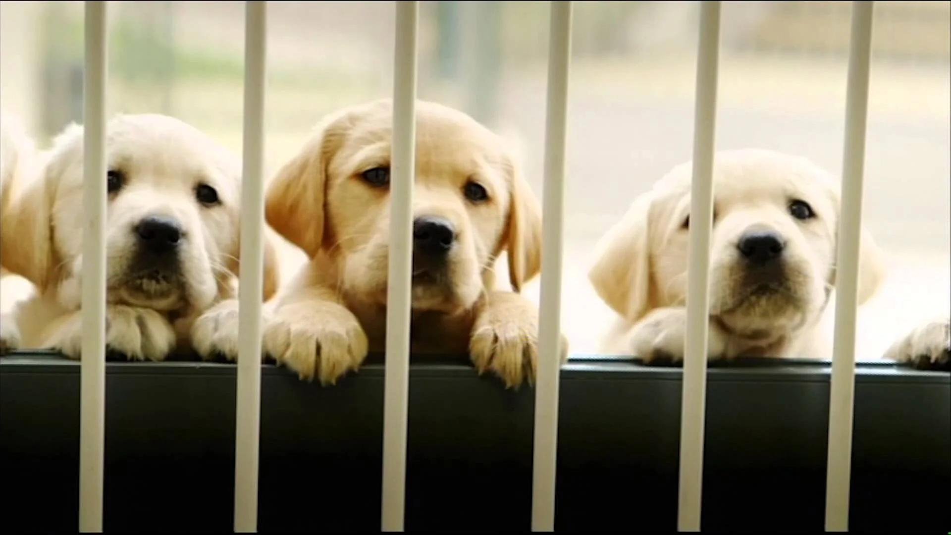 Me and My Guide Dog