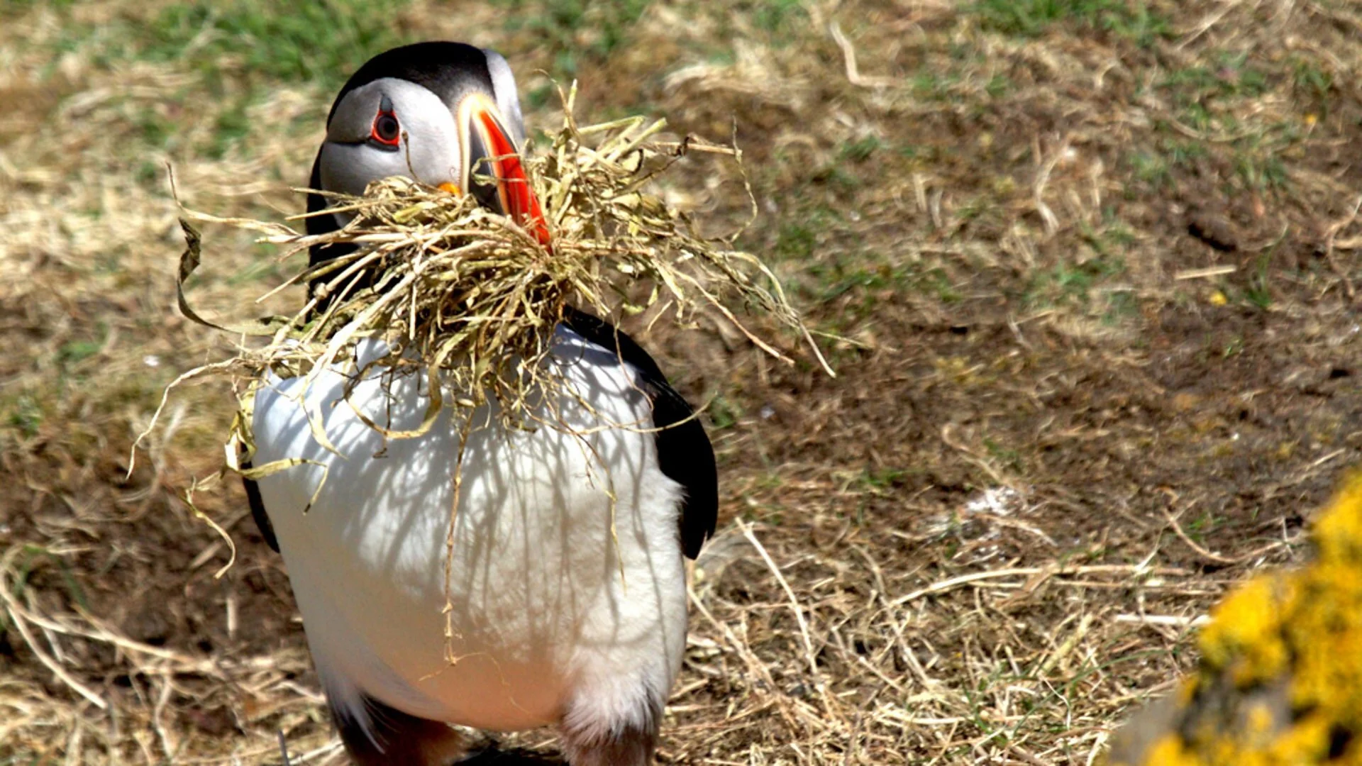 Hebrides: Islands on the Edge