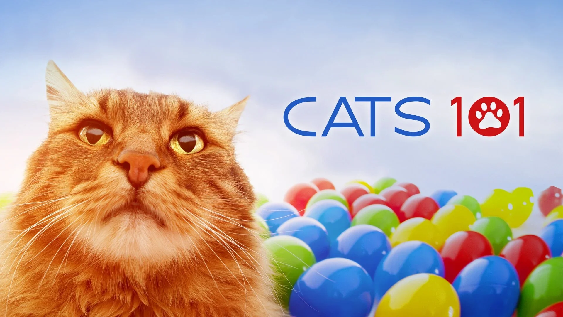 Cats 101