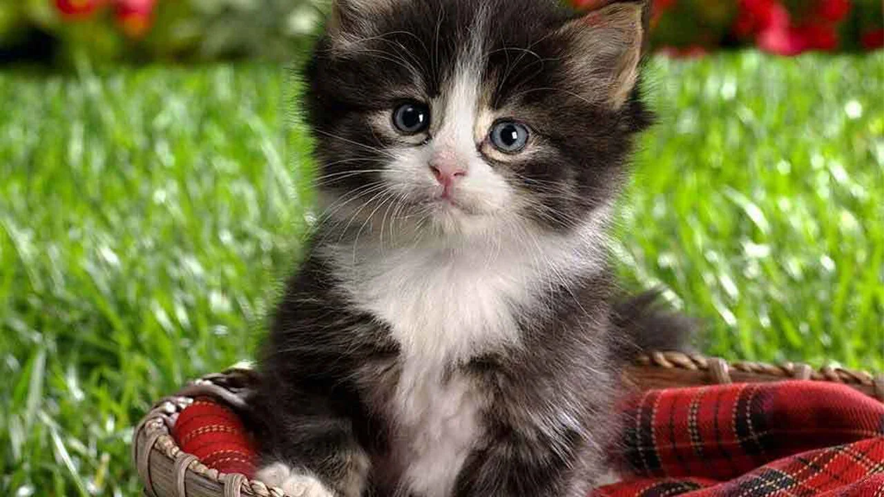 Too Cute!