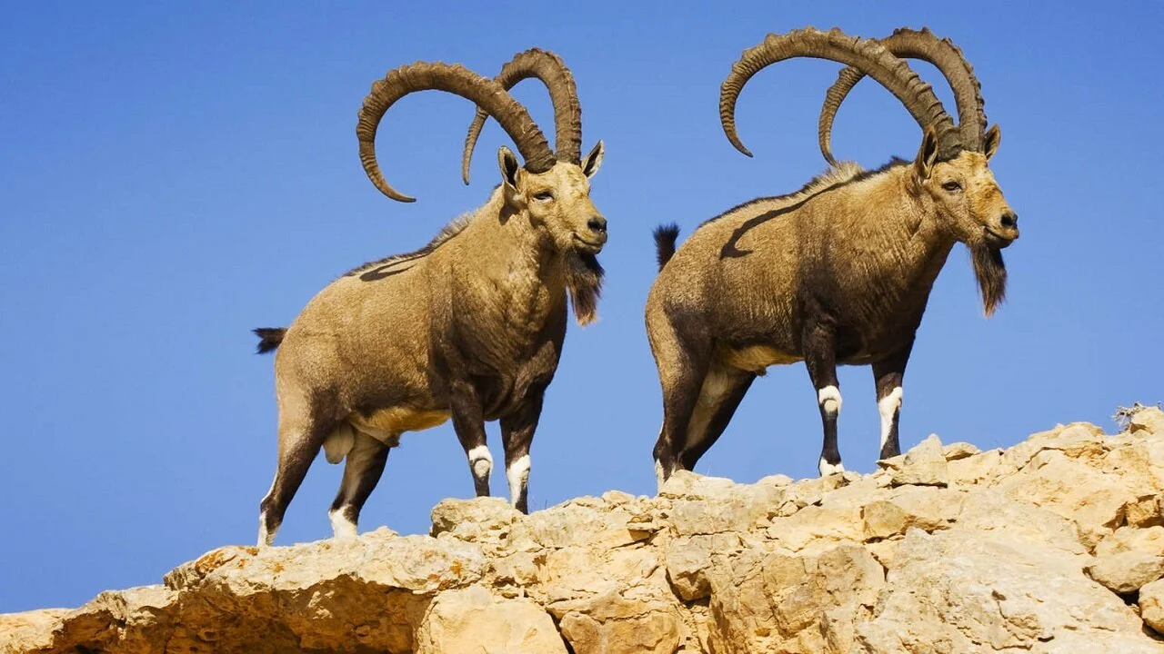 Israel Salvaje