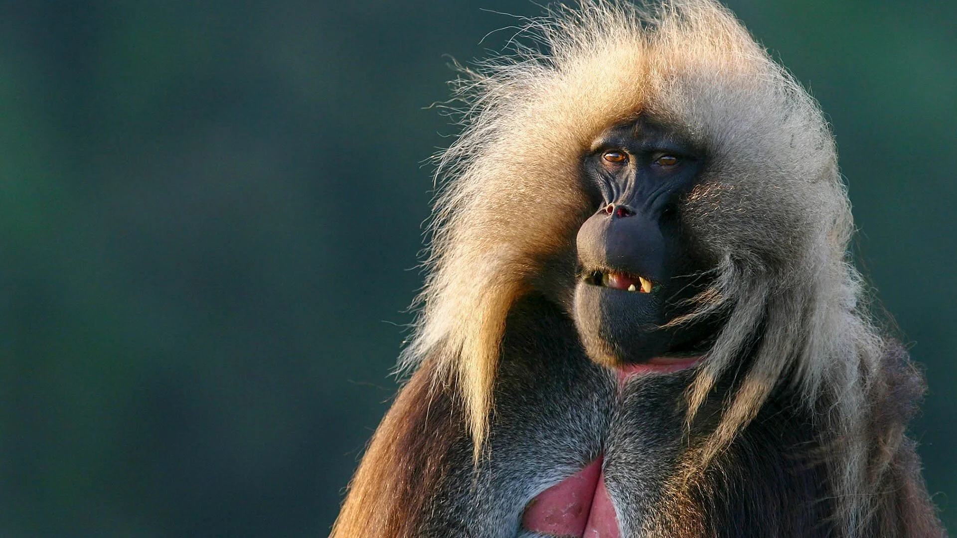 The Great Rift: Africa's Wild Heart