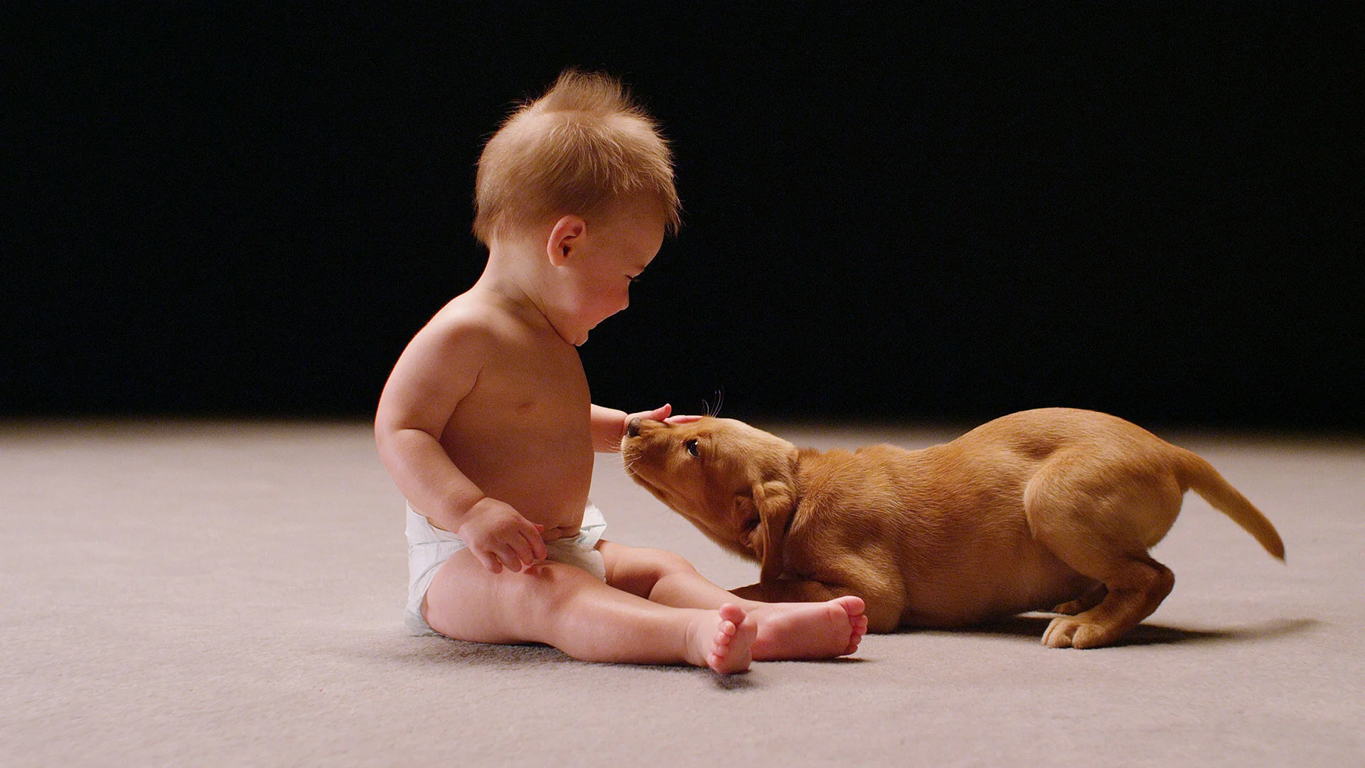 La Vida Secreta de los Perros