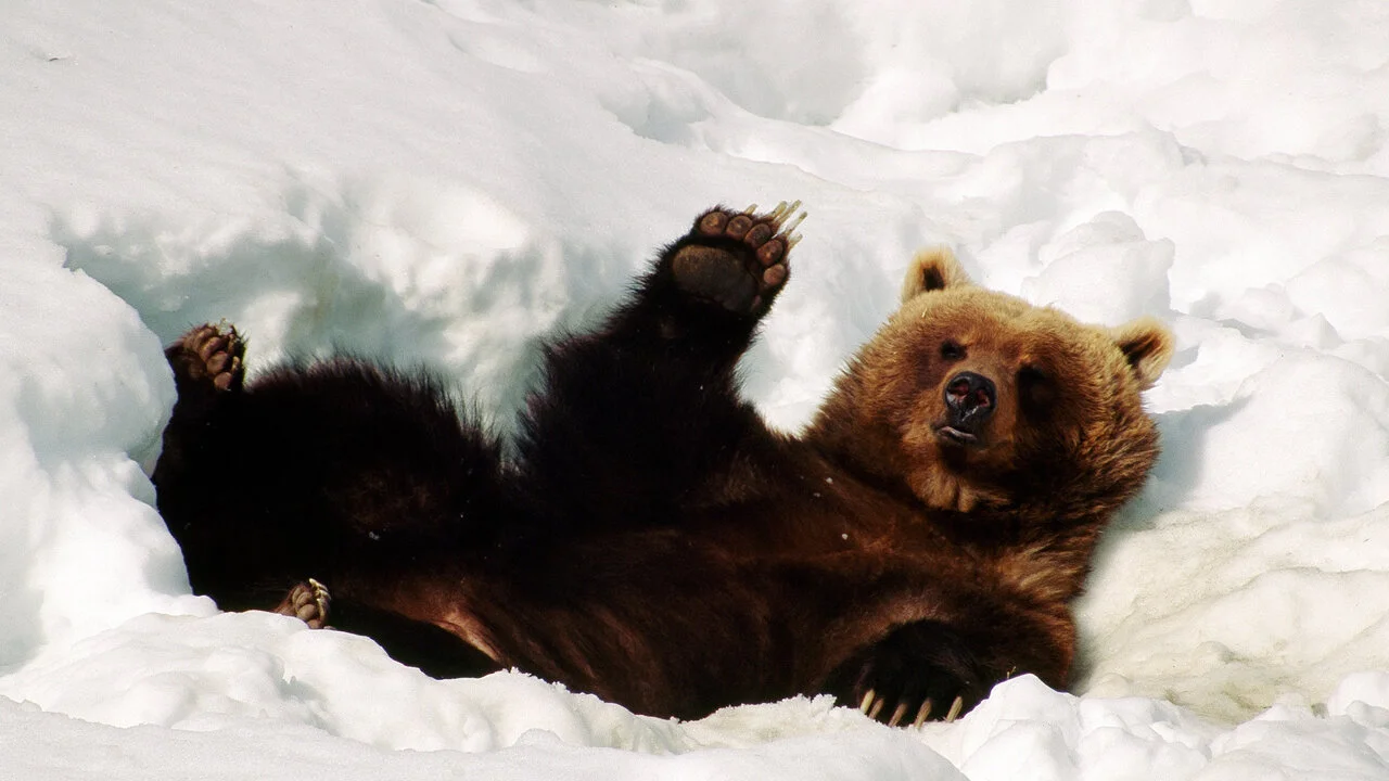 Wild Rusia