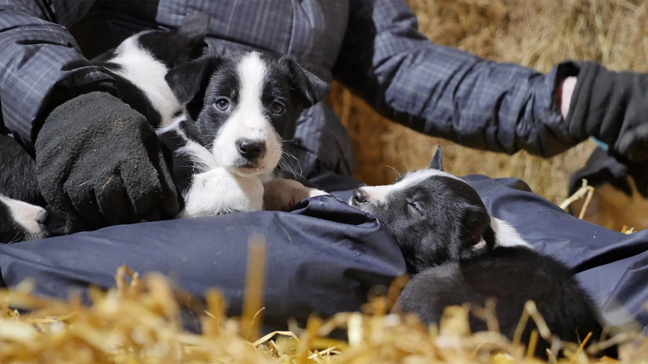 Puppy Secrets: The First Six Months