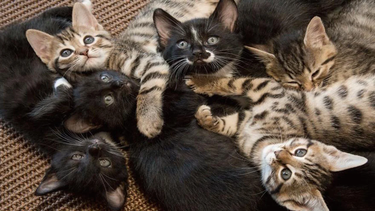 Meet the Kittens