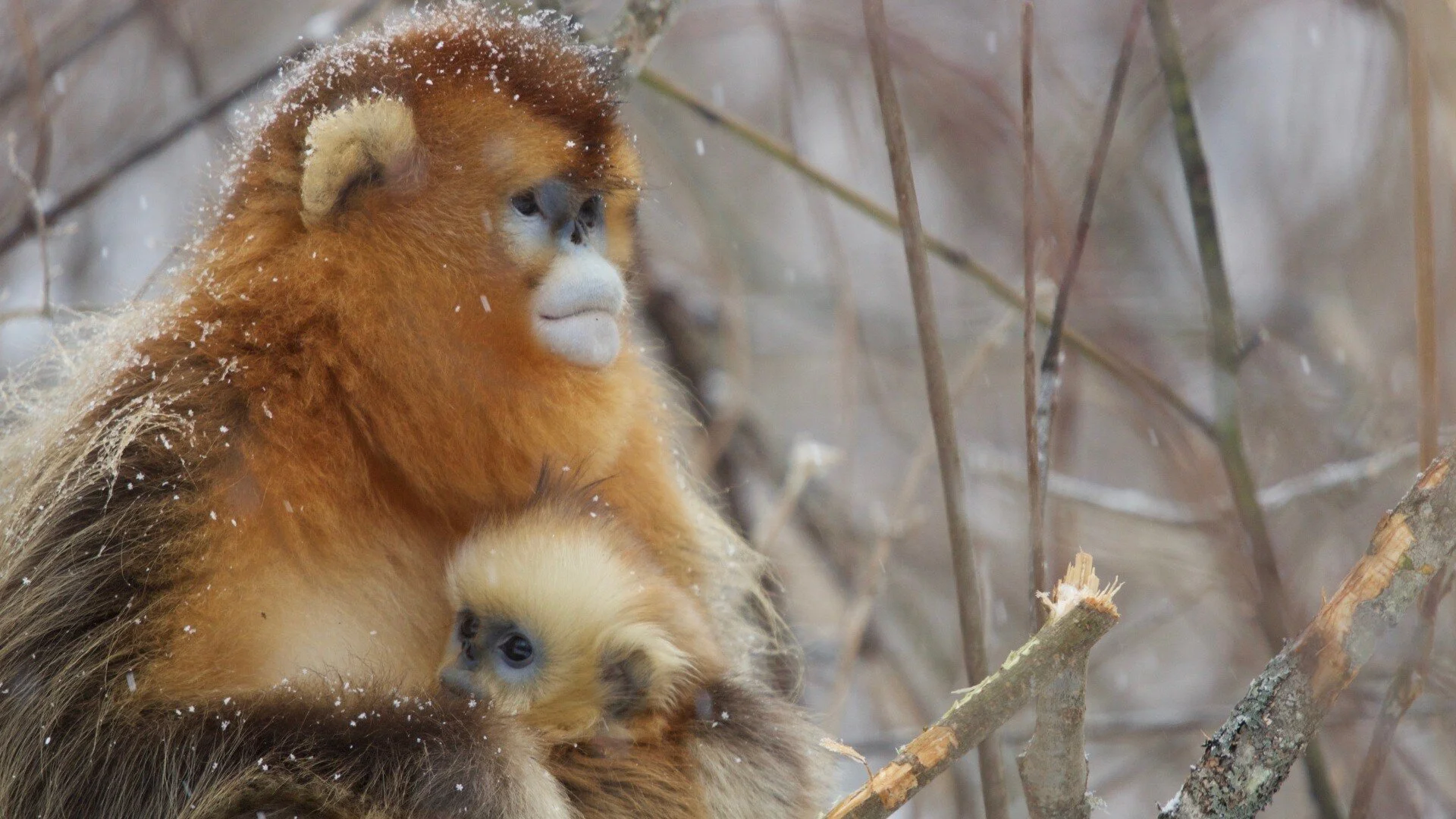 Monkeys: An Amazing Animal Family