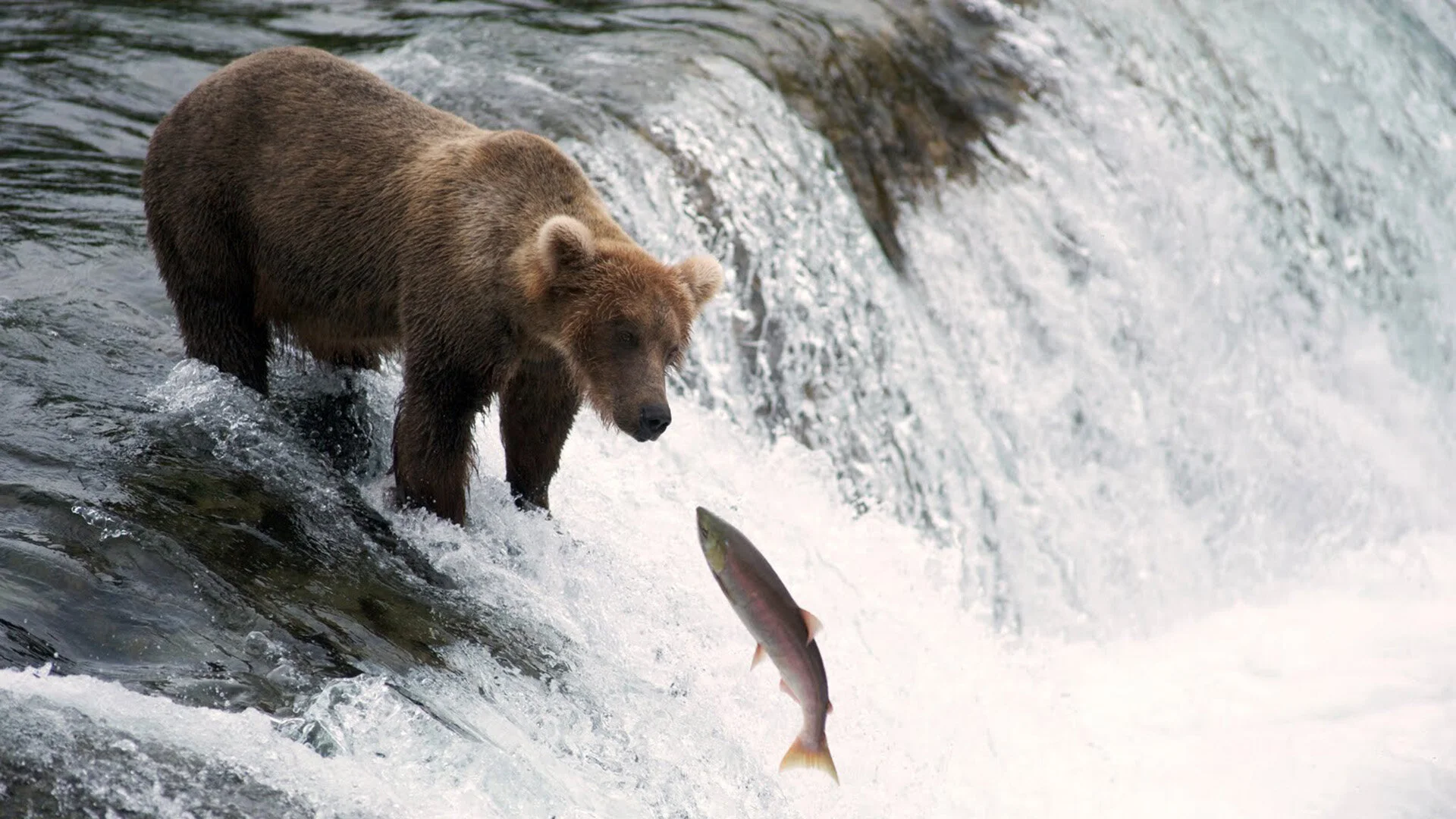Expedition Wild