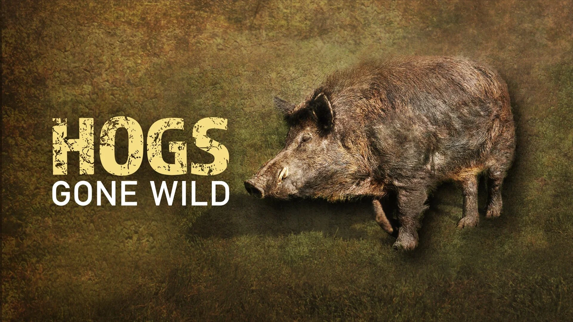 Hogs Gone Wild