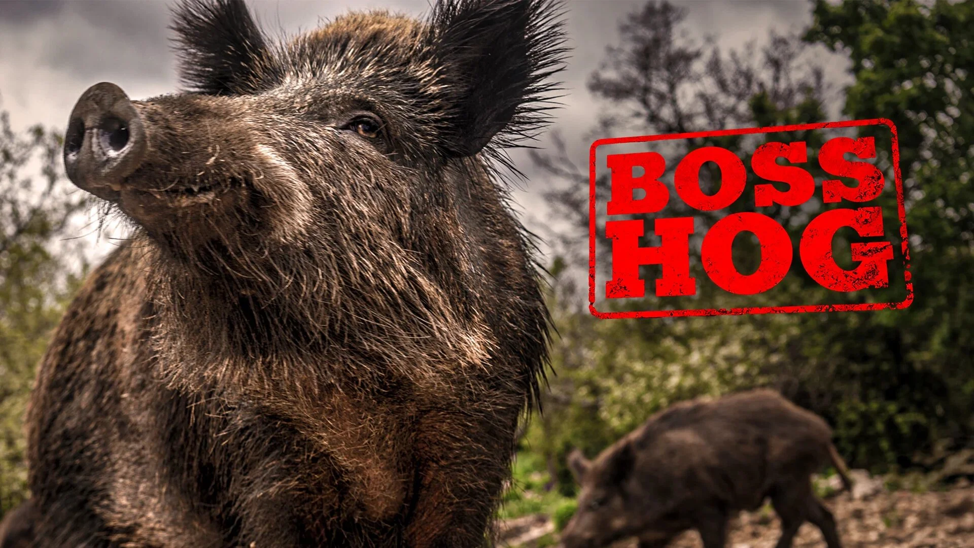 Boss Hog