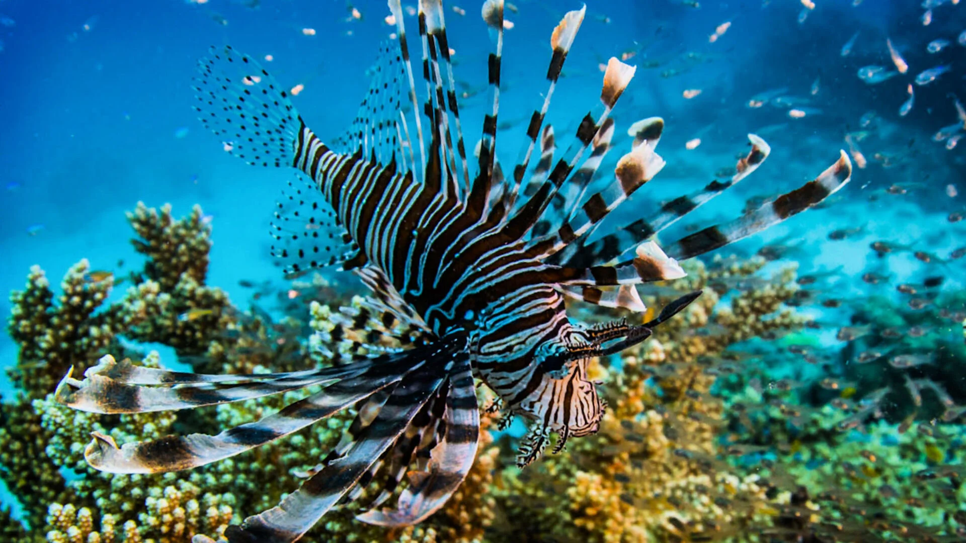 Life on the Reef