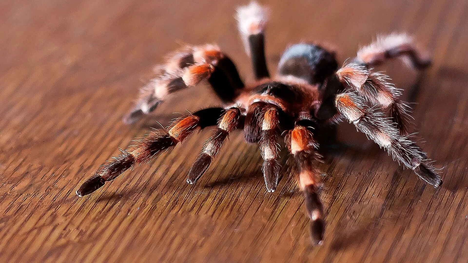 World's Most Dangerous Animals