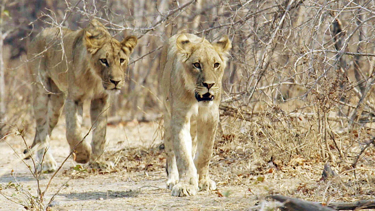 Lion Country: Night and Day