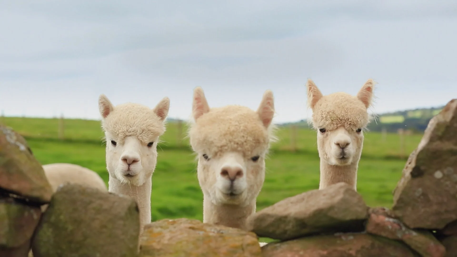 The Farmers' Country Showdown