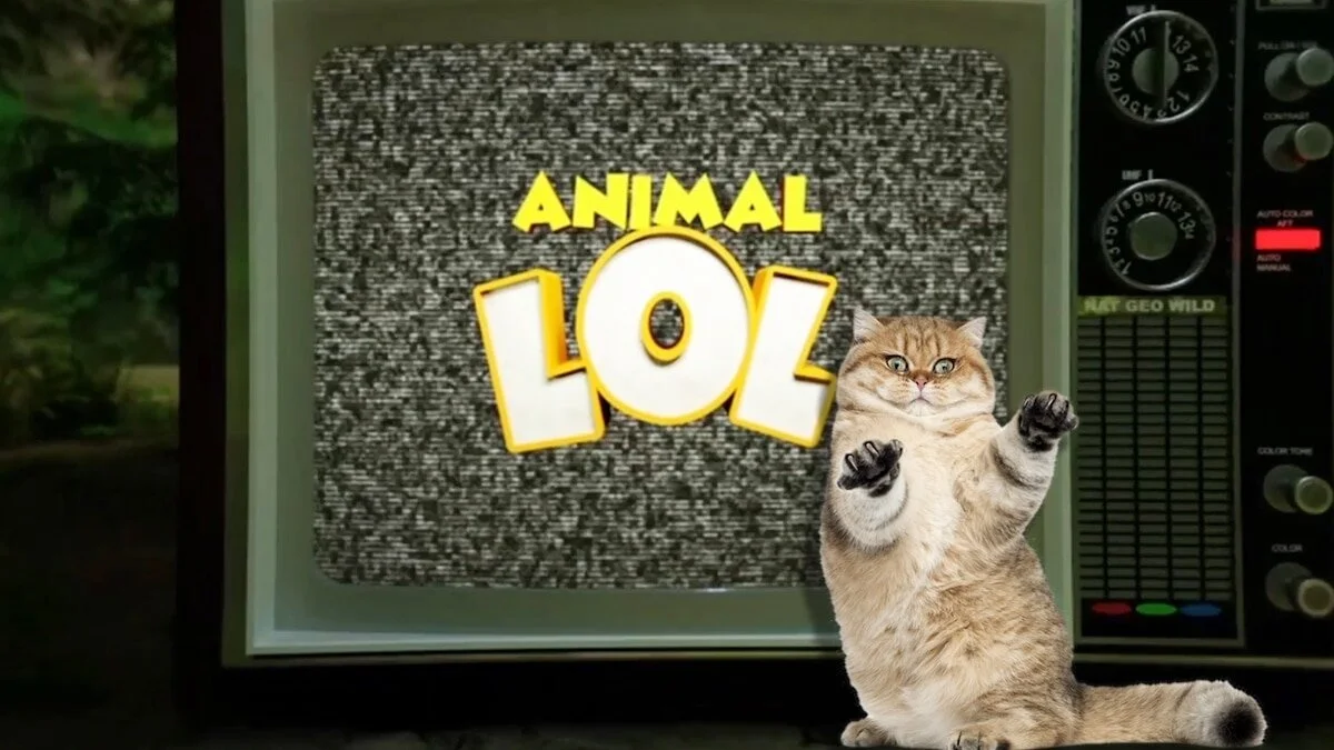Animals LOL