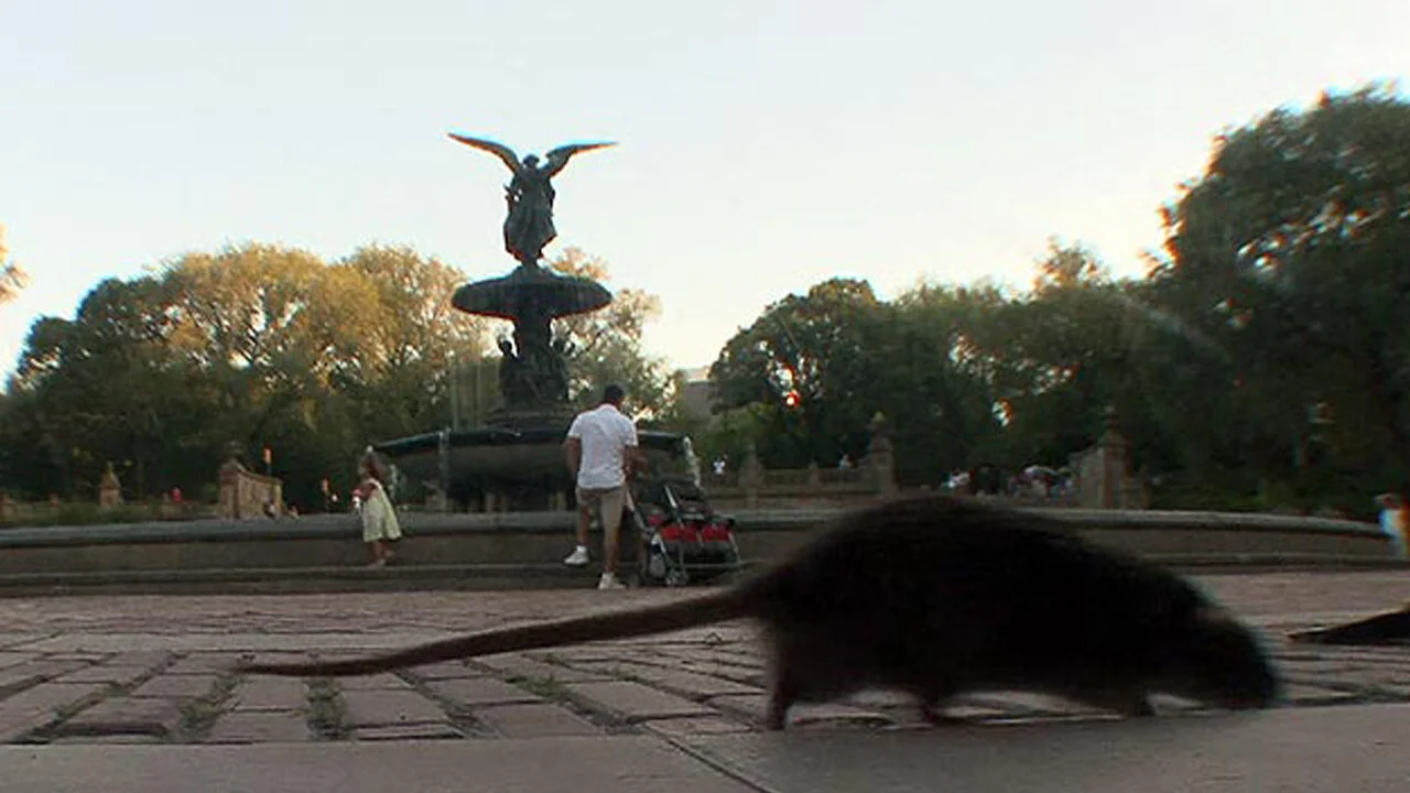 Rat Busters NYC