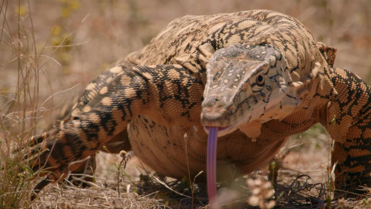 Australia's Deadly Monsters