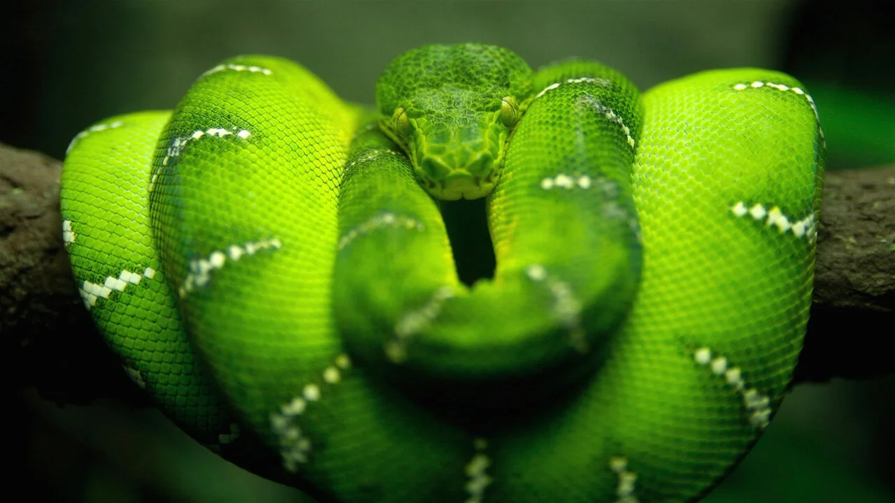 Los animales más peligrosos del mundo