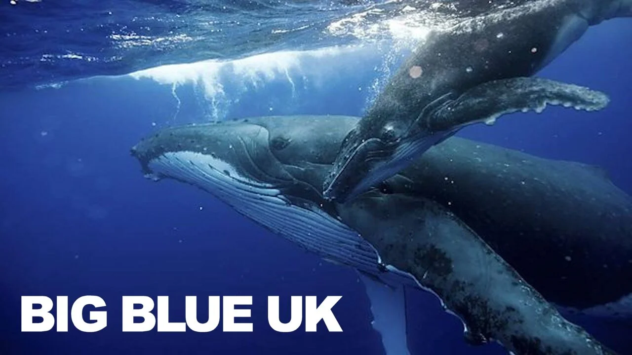 Big Blue UK