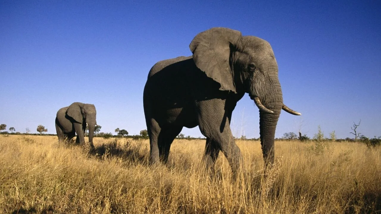 An African Journey with Jonathan Dimbleby