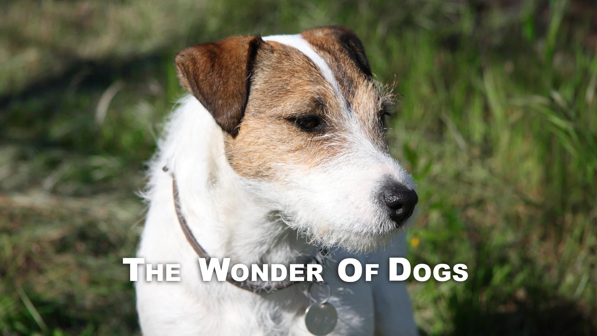 The Wonder of Dogs