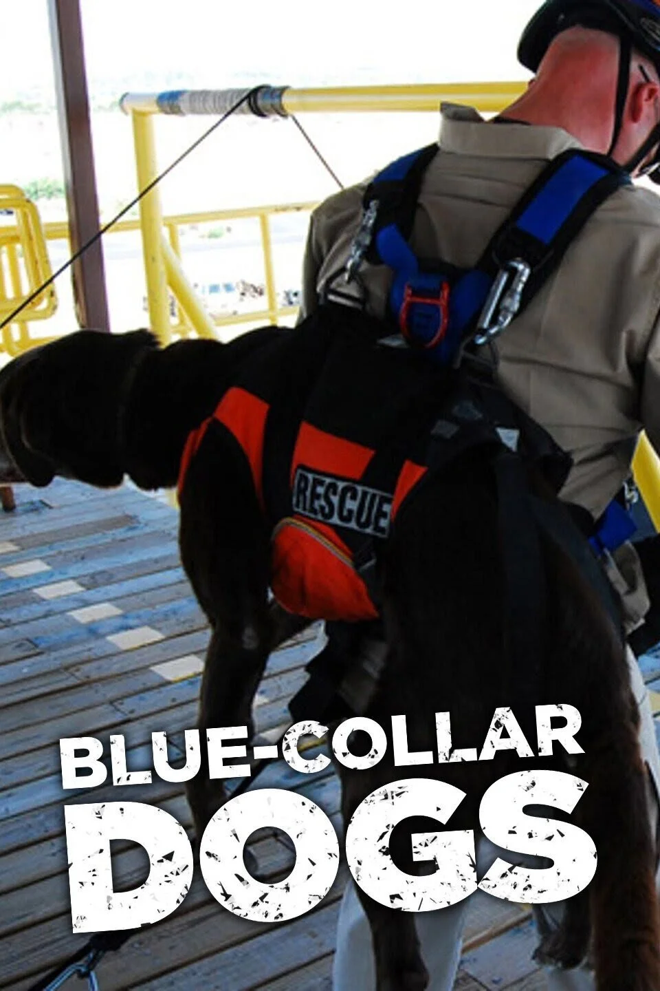 Póster de Perros policía