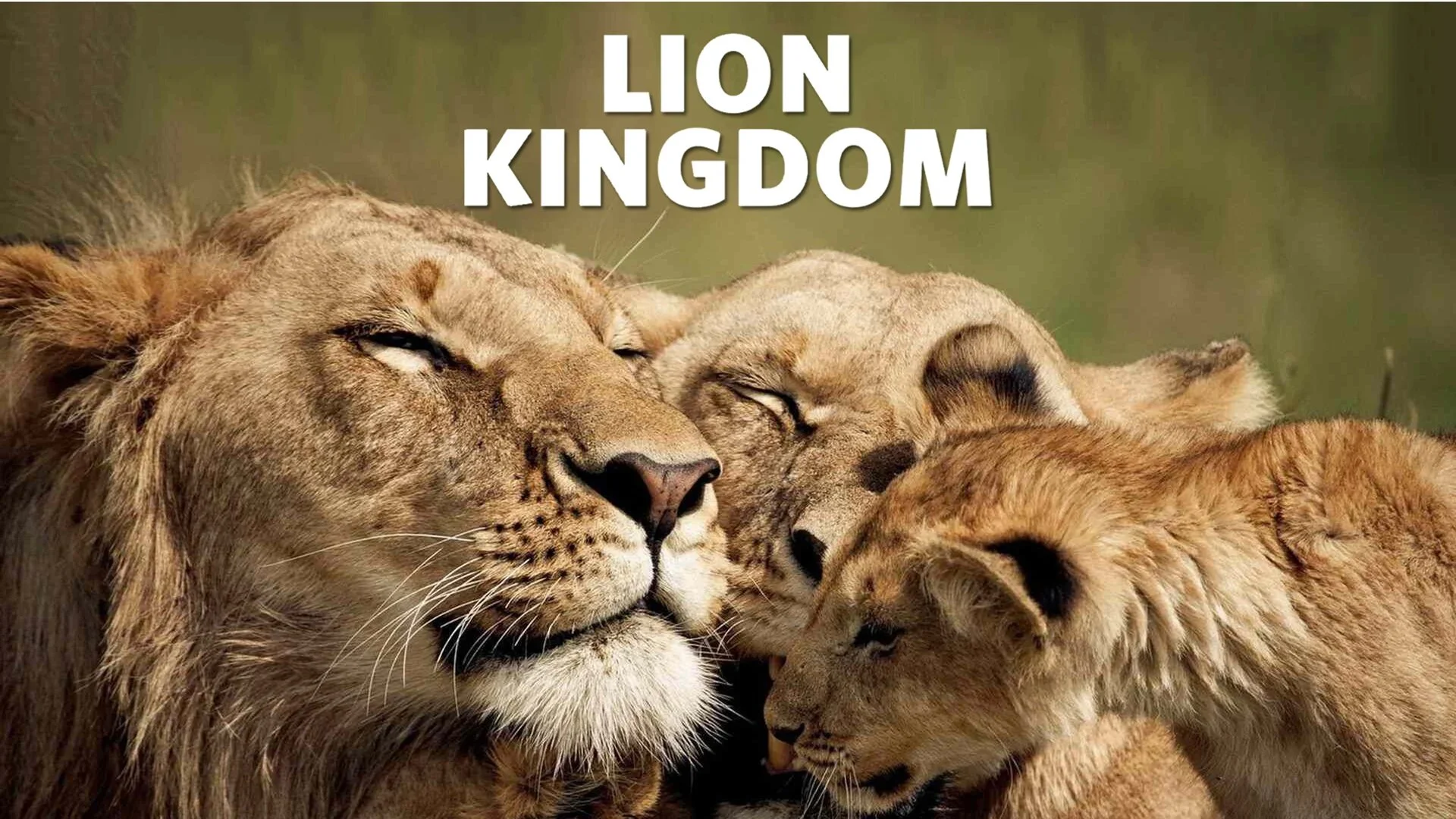 Territorio de leones