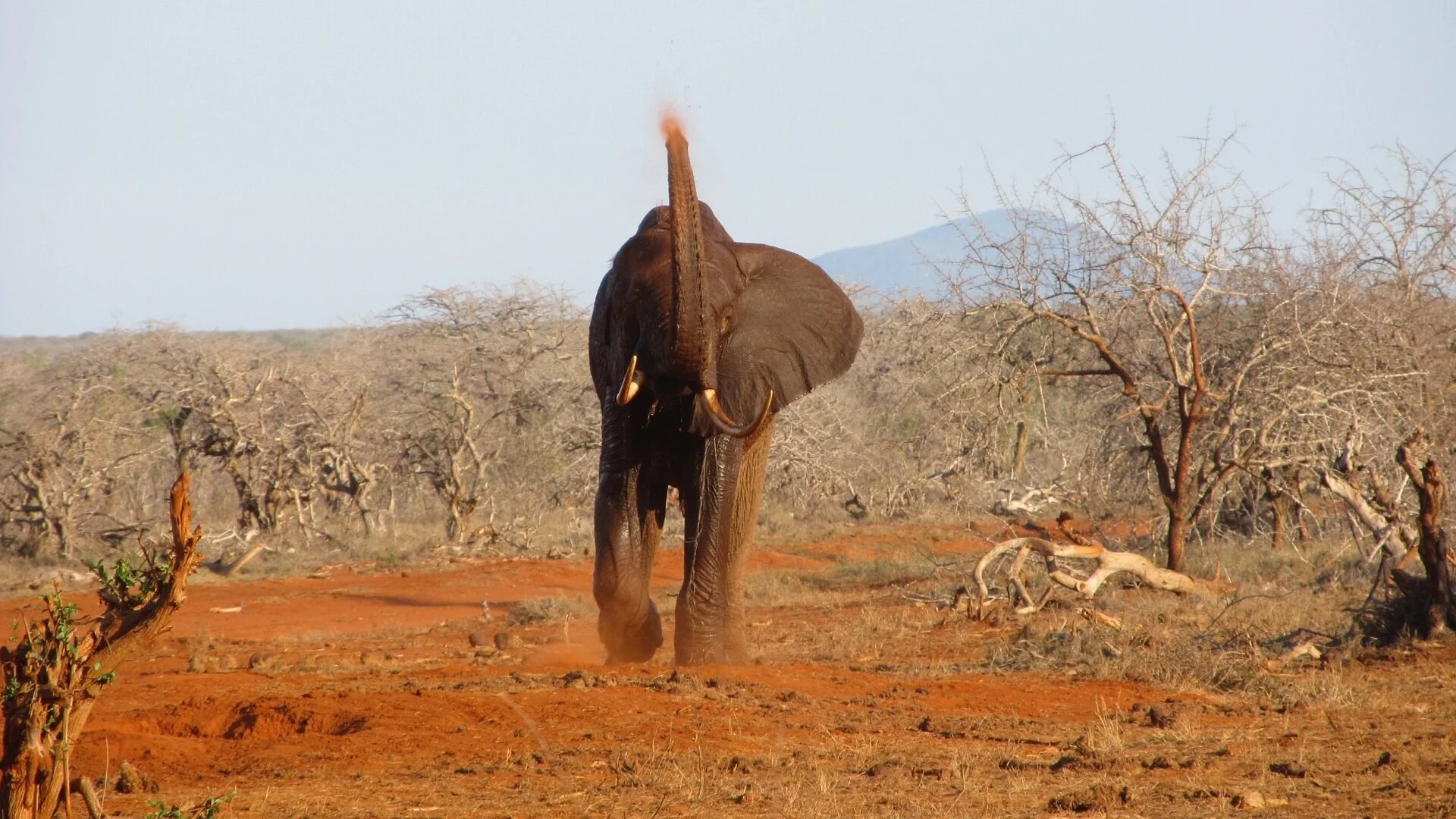 Ivory Wars