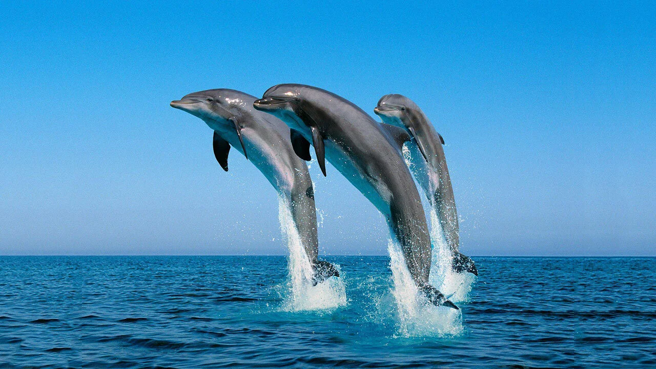 Blood Dolphins