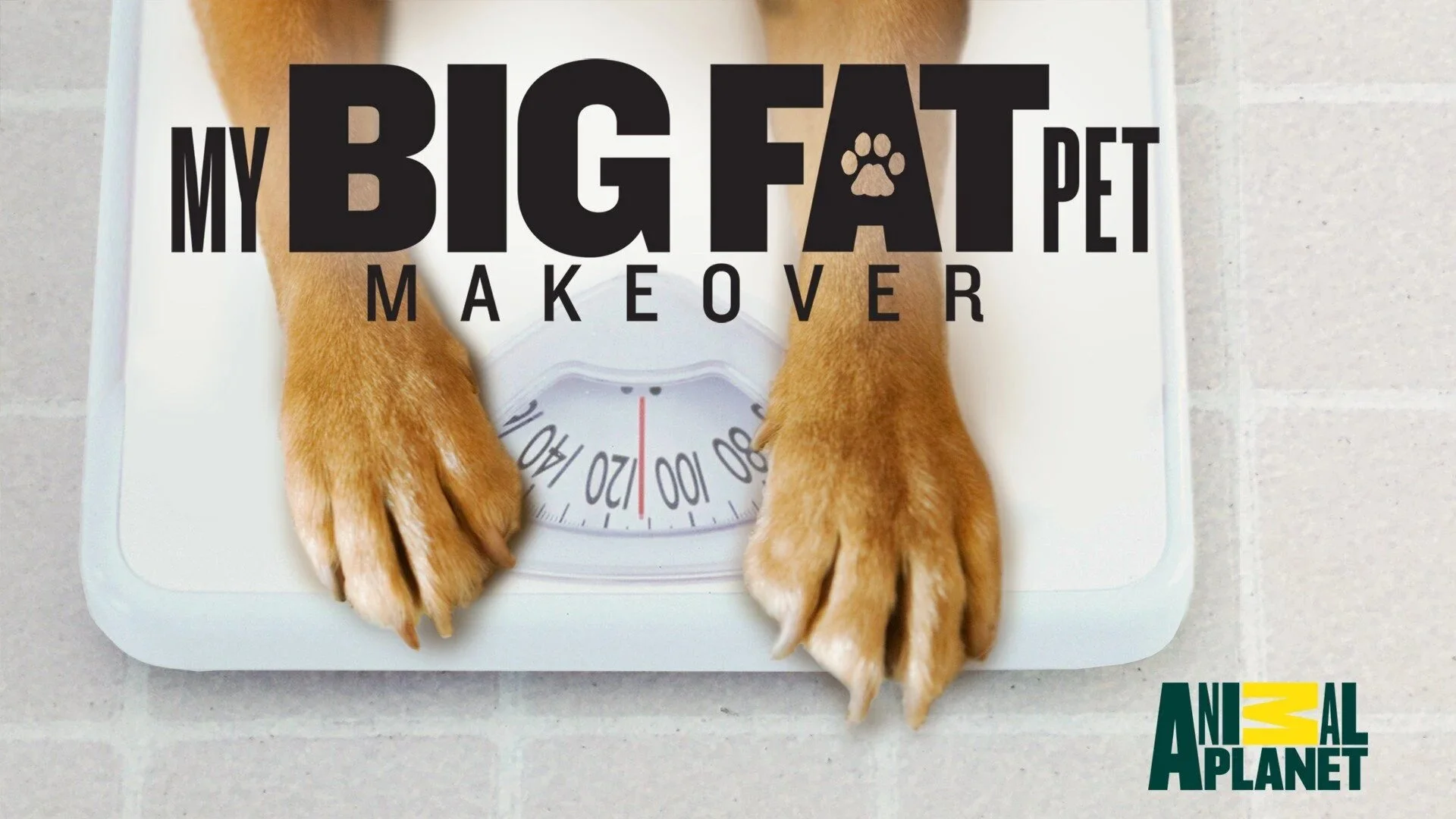 My Big Fat Pet Makeover