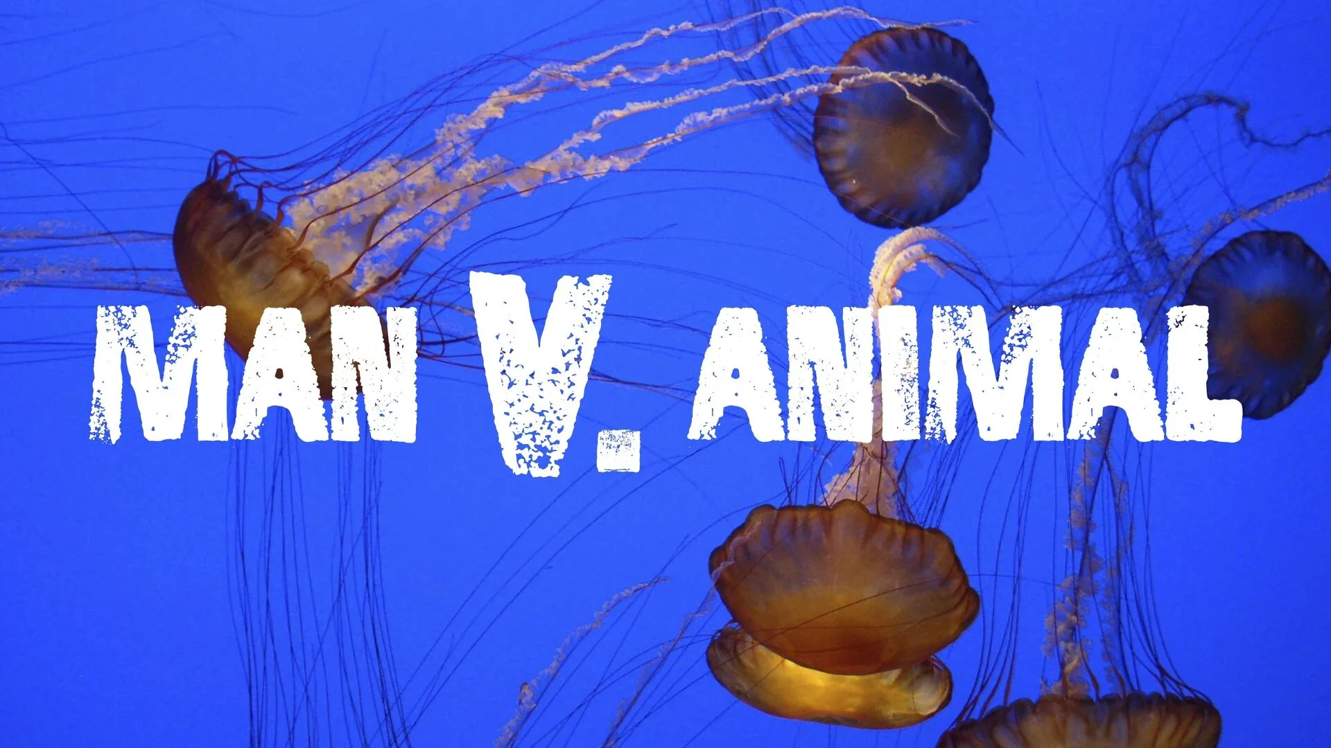 Man v. Animal