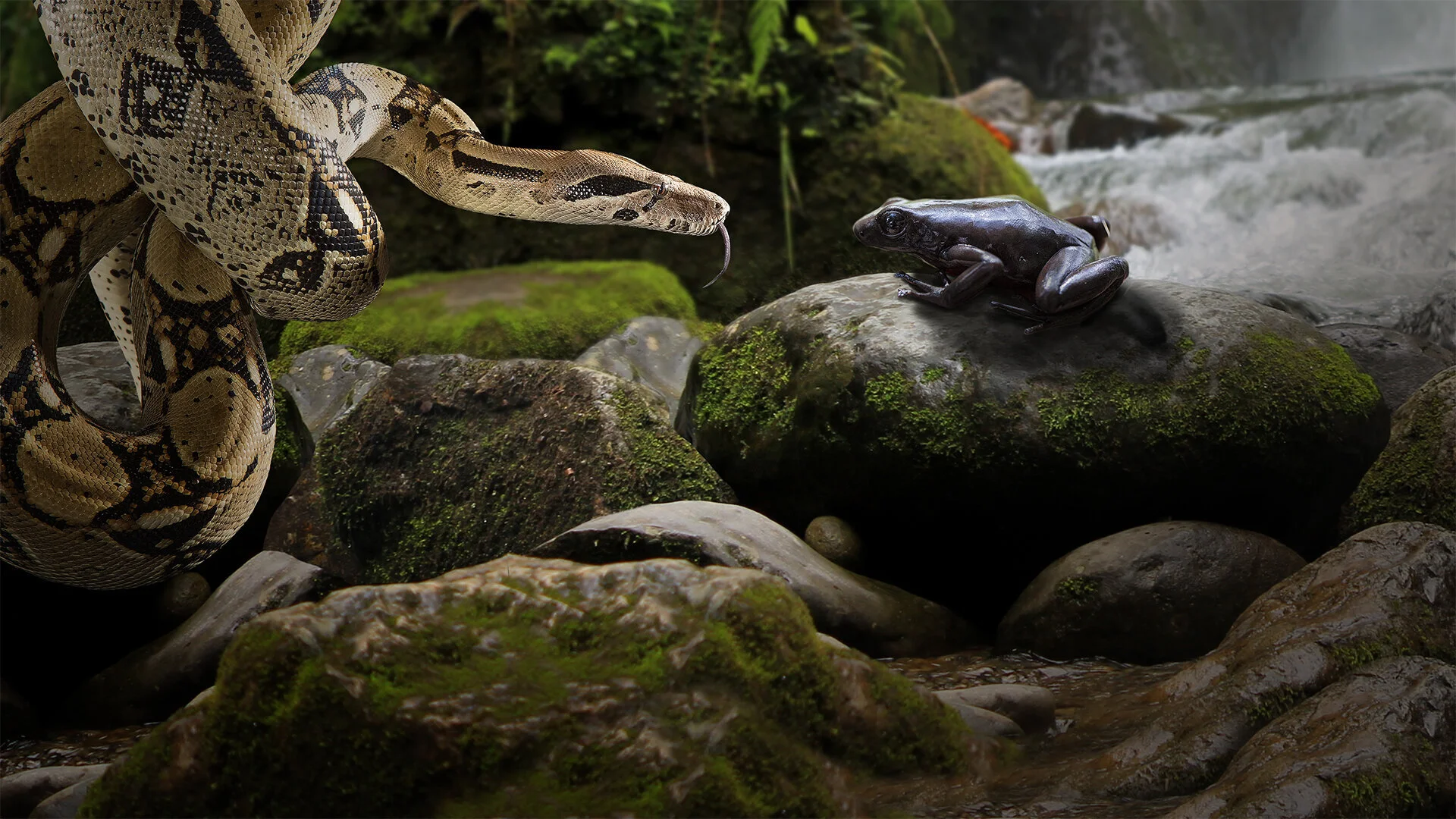 72 Dangerous Animals: Latin America