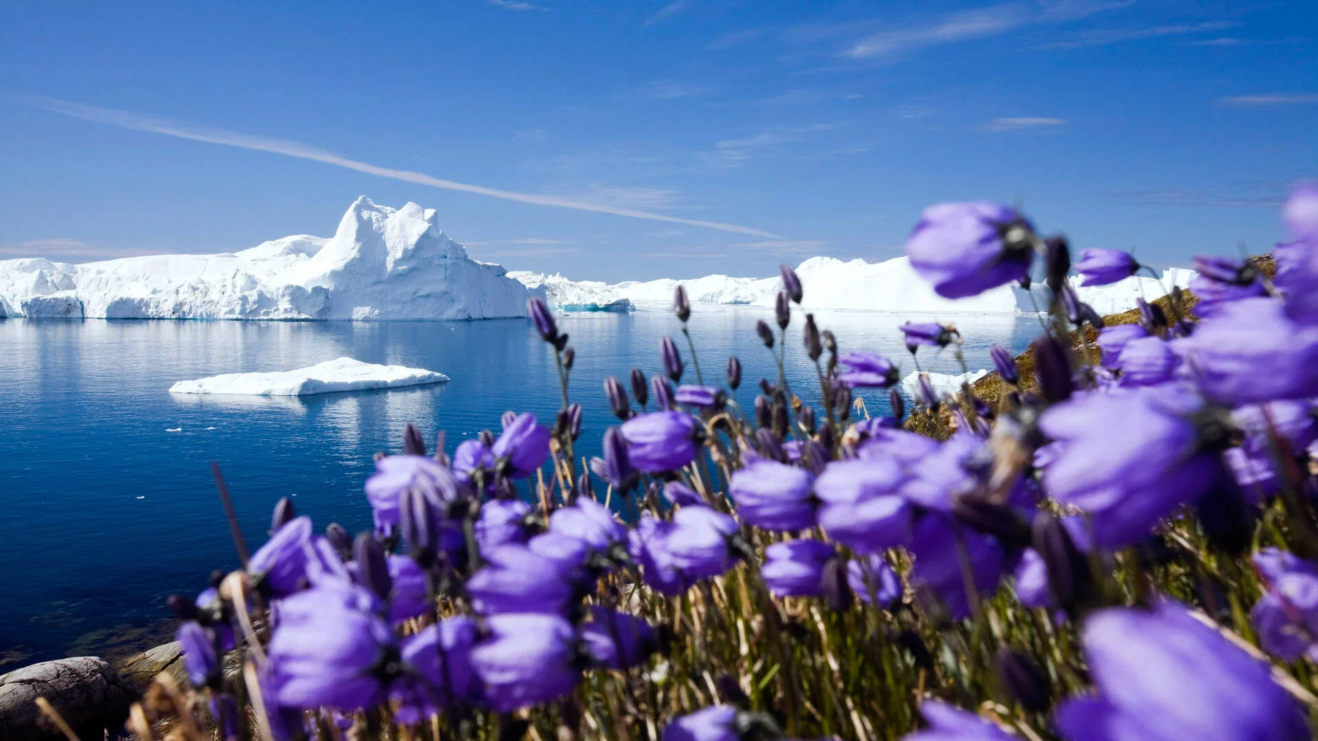 Wildest Arctic