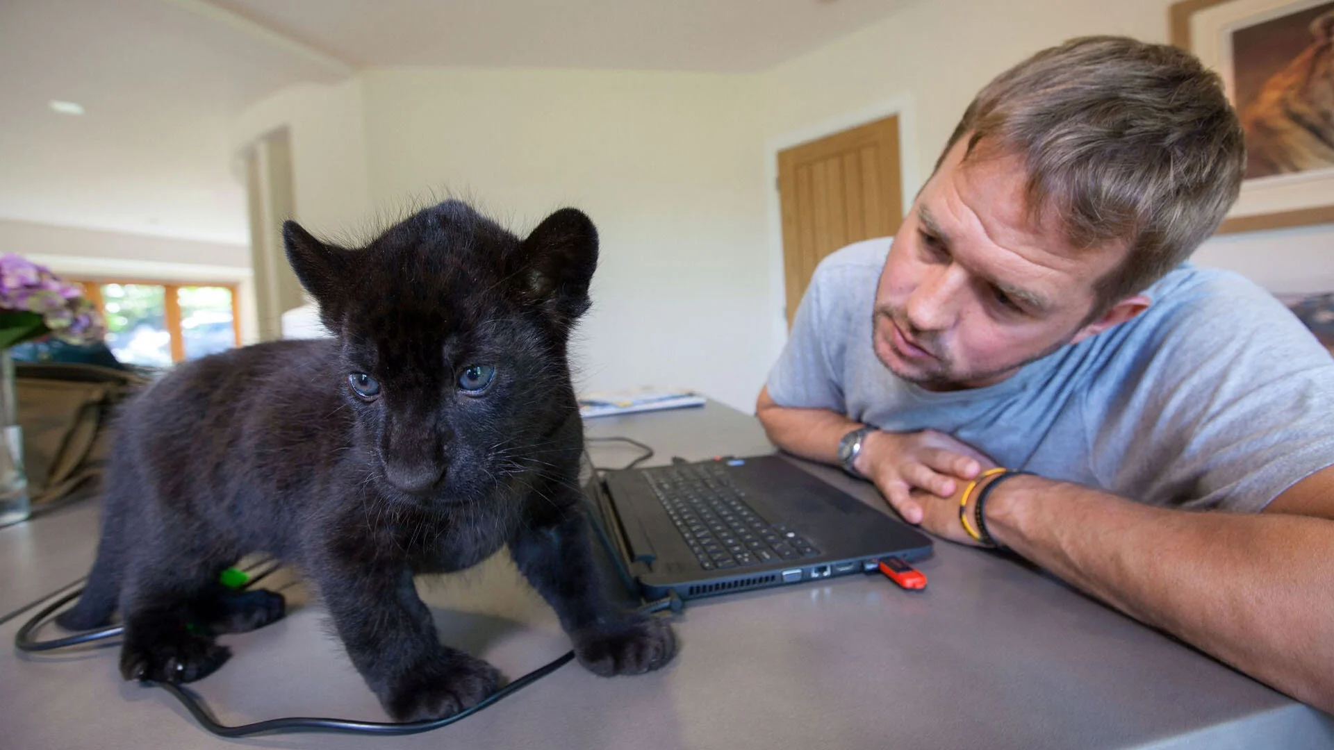 Big Cats About the House