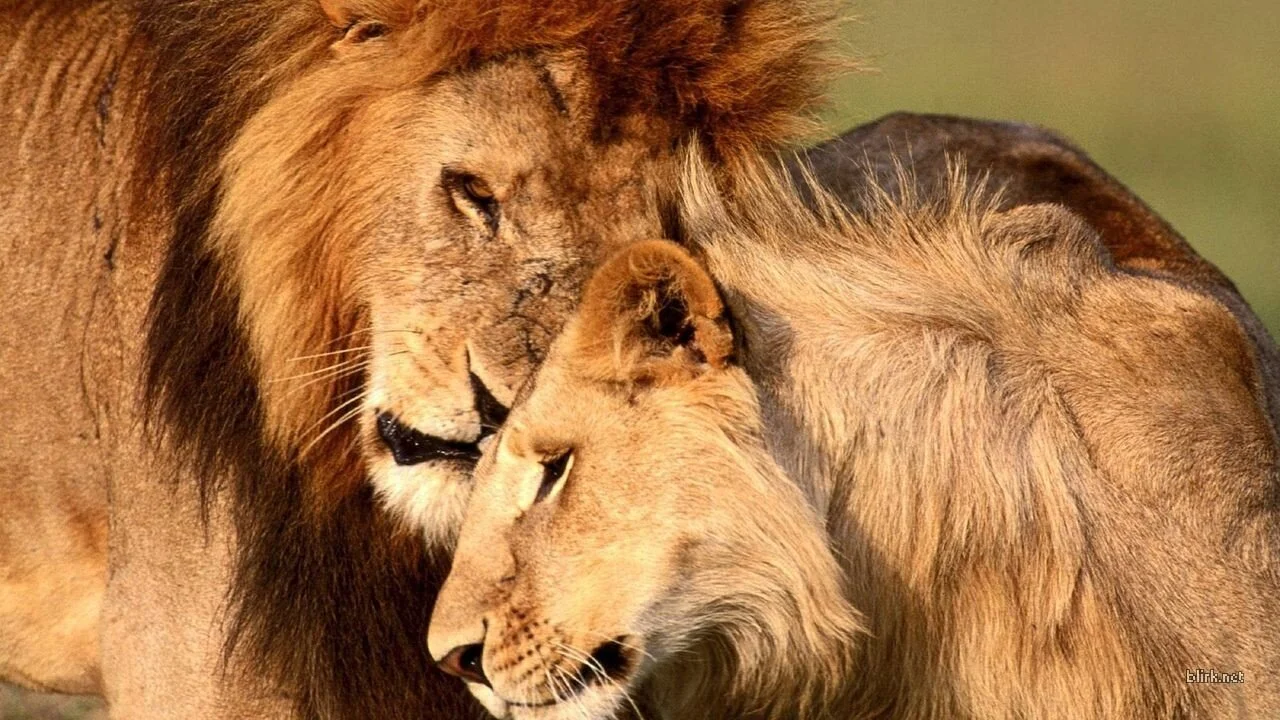 Lion Country