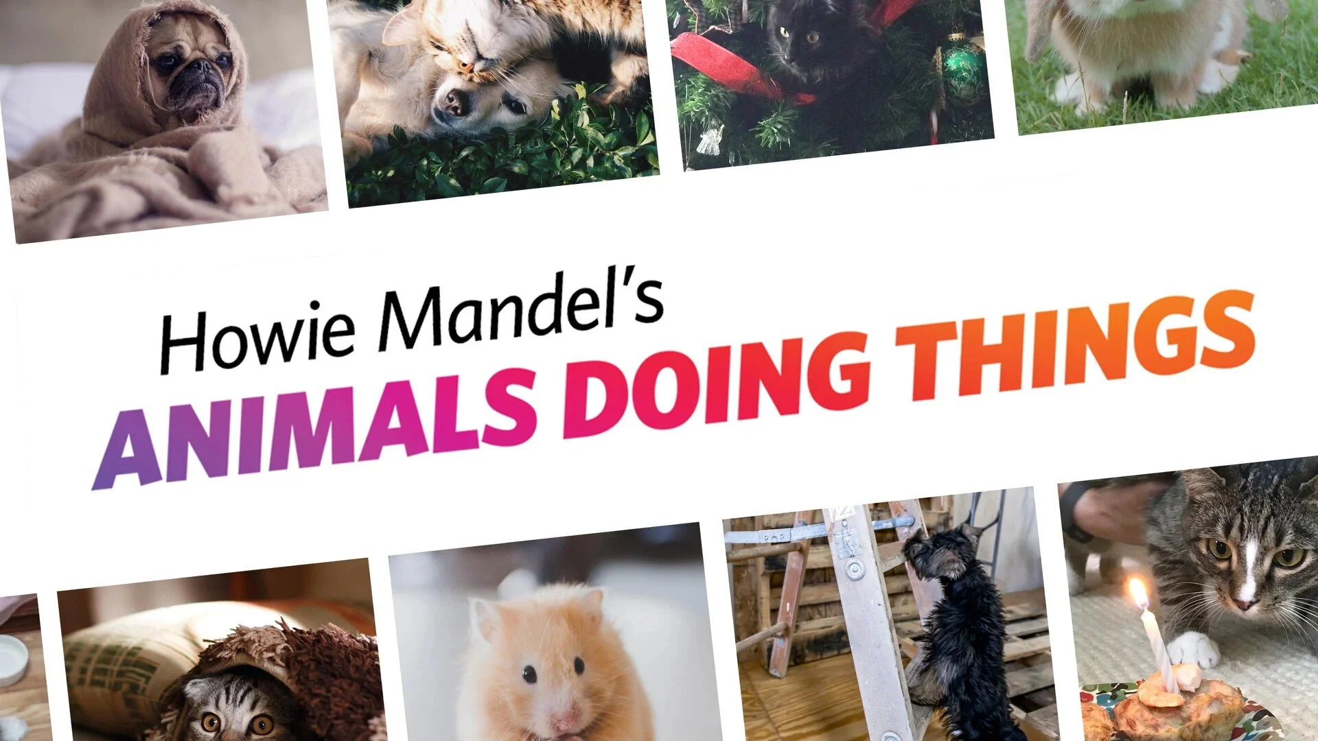 Howie Mandel's Animals Doing Things