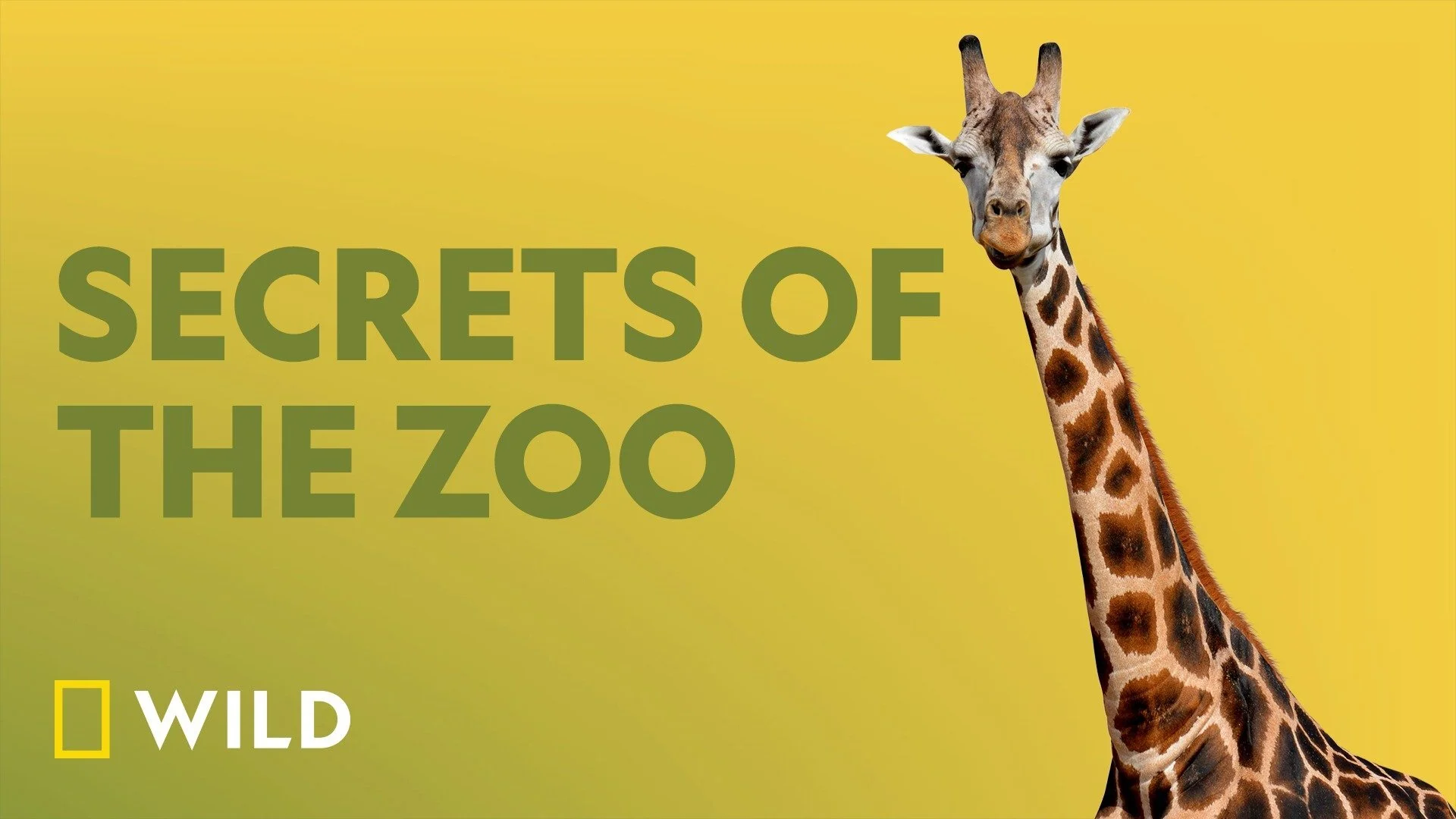 Secrets of the Zoo