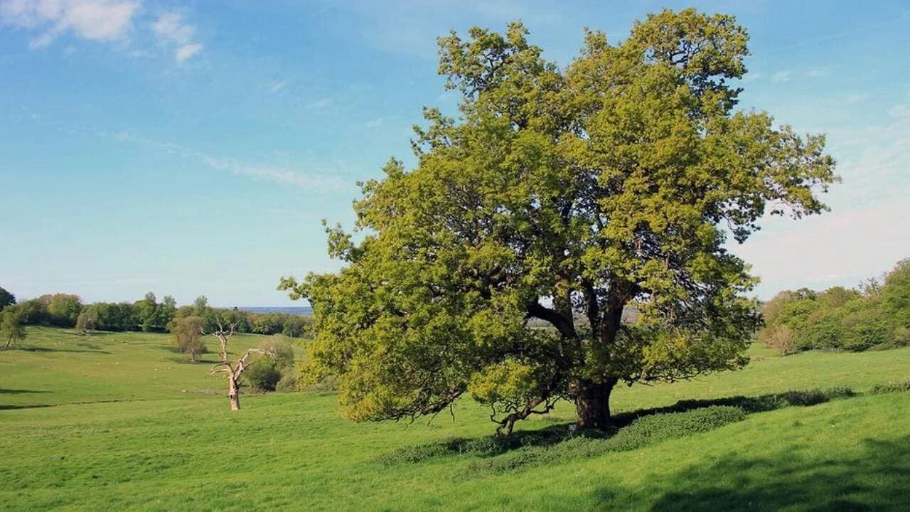 Oak Tree: Nature's Greatest Survivor