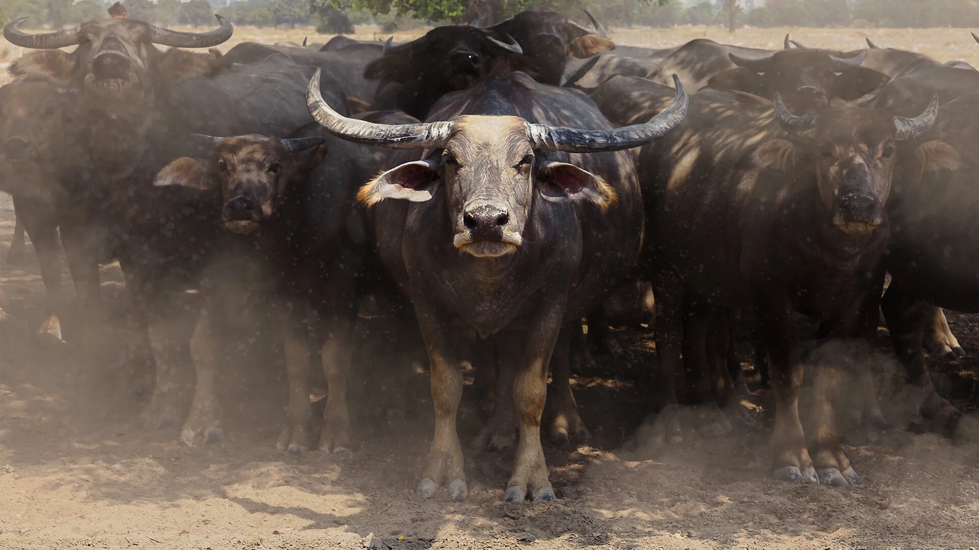72 Dangerous Animals: Asia