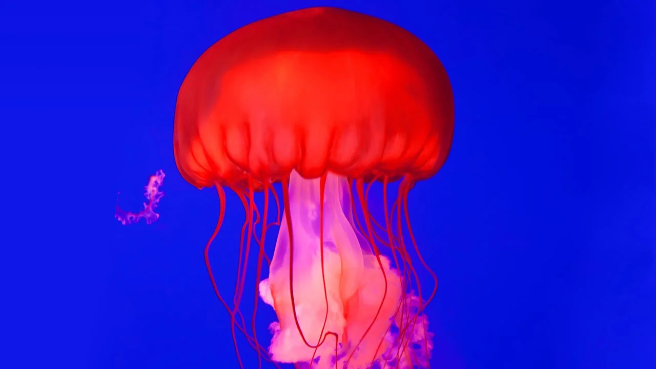 ¿Cómo lo hacen? Mundo animal