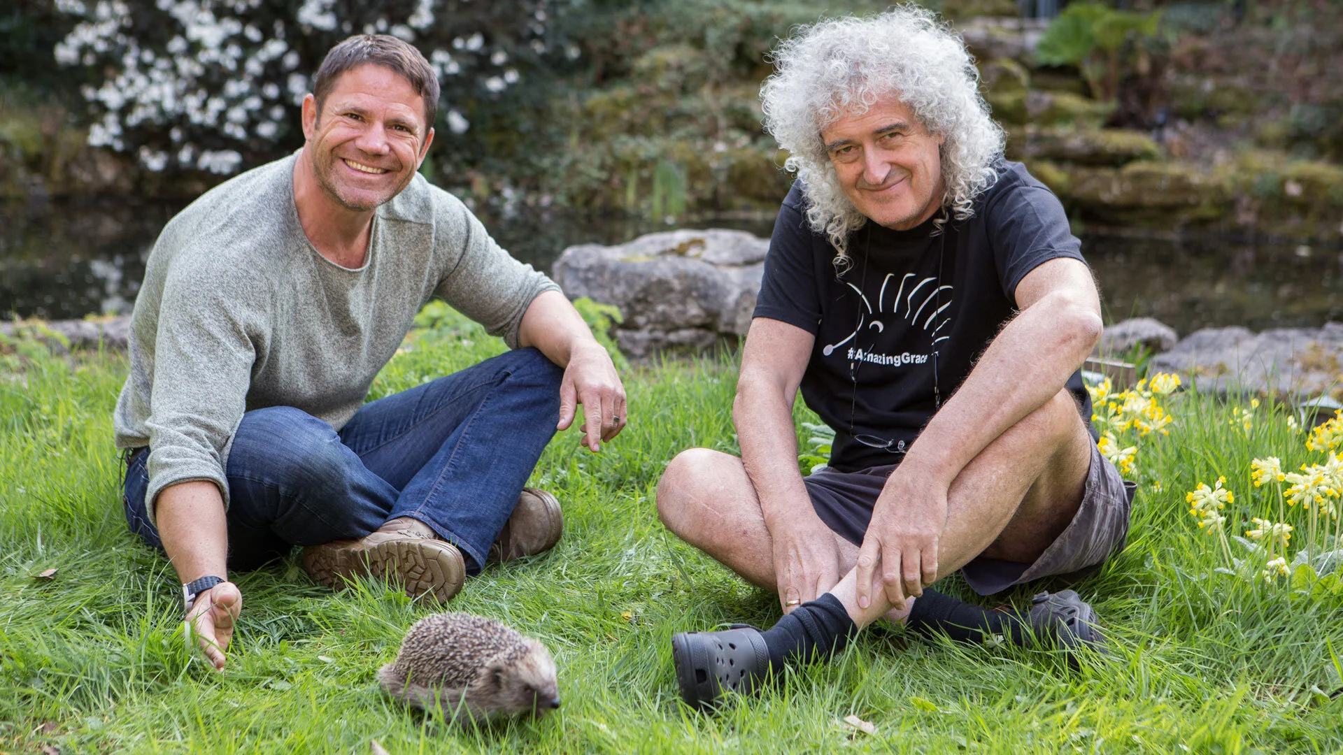 Saving Britain's Hedgehogs