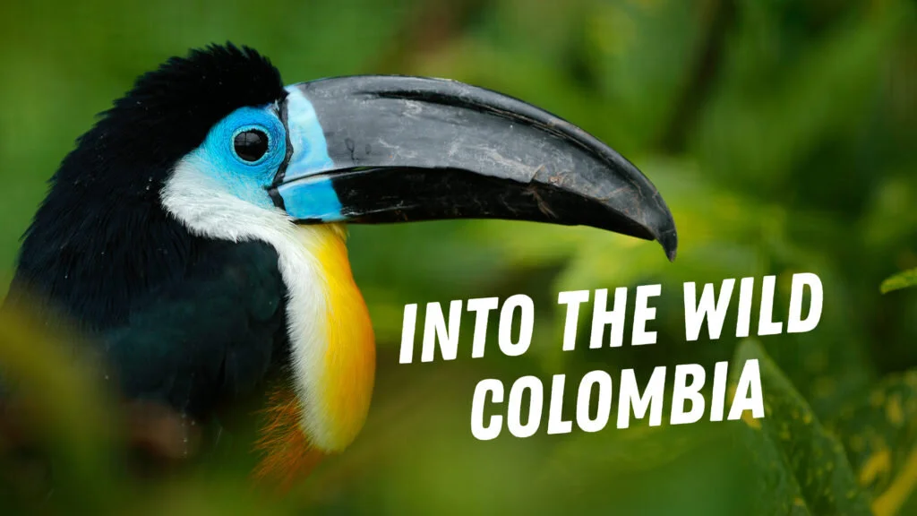 Into the Wild Colombia