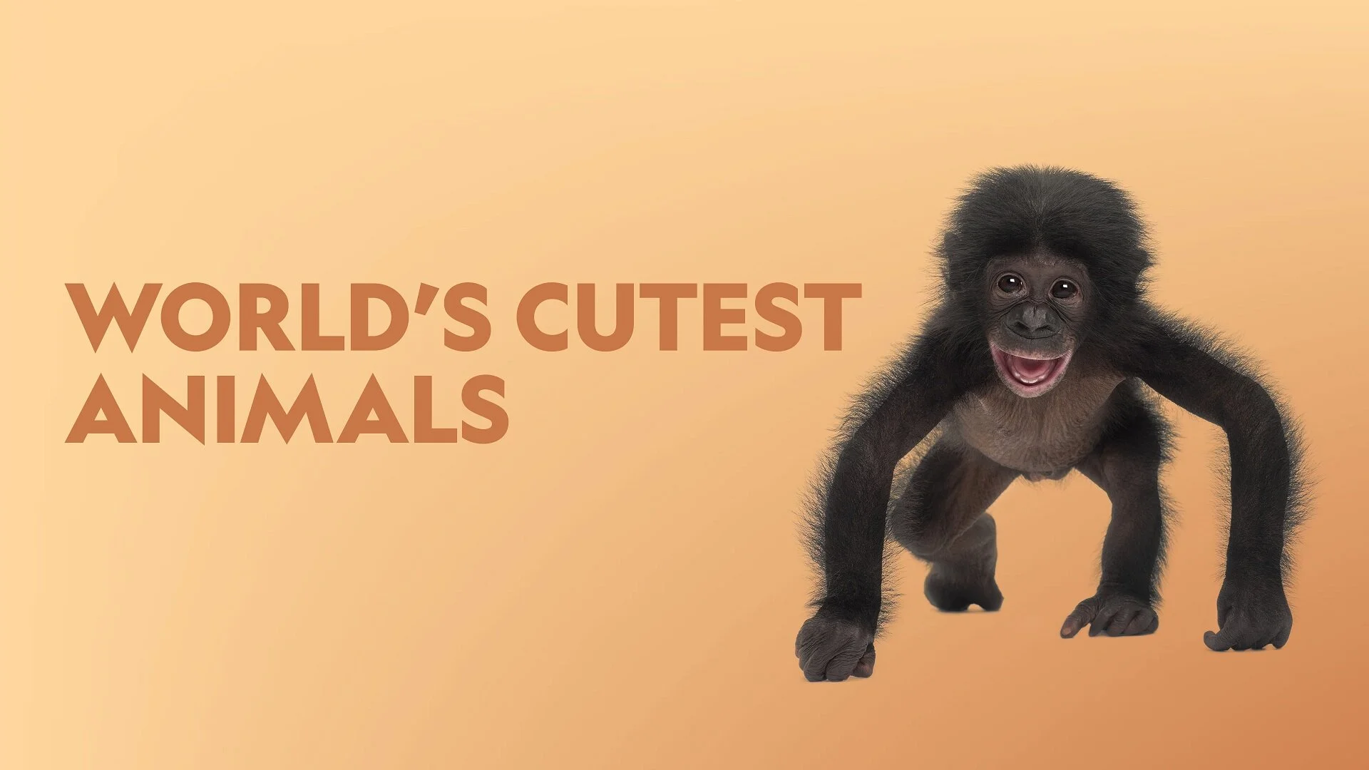 World's Cutest Animals