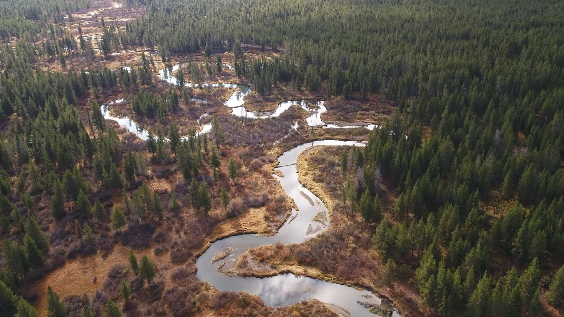 Rivers of Life