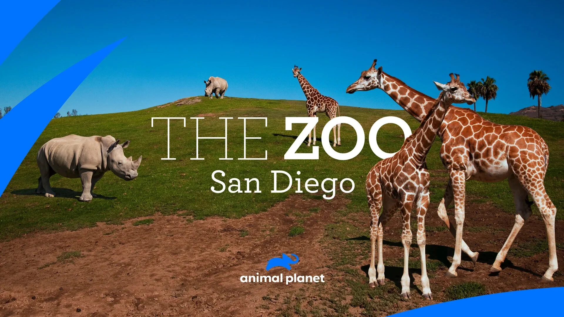 The Zoo: San Diego