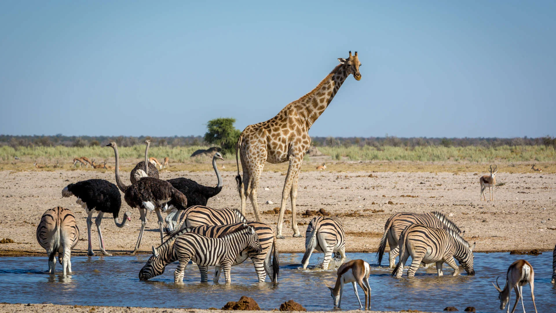Tales from Zambia