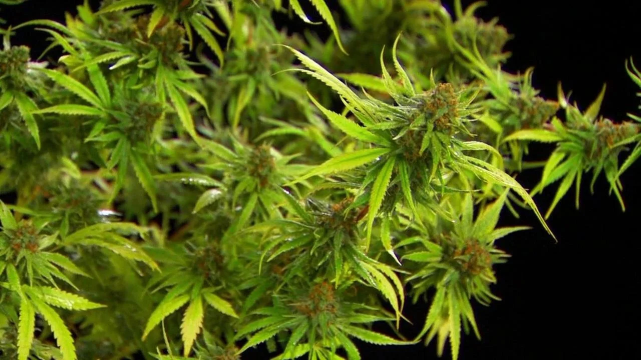 Hooked: Illegal Drugs and How They Got That Way