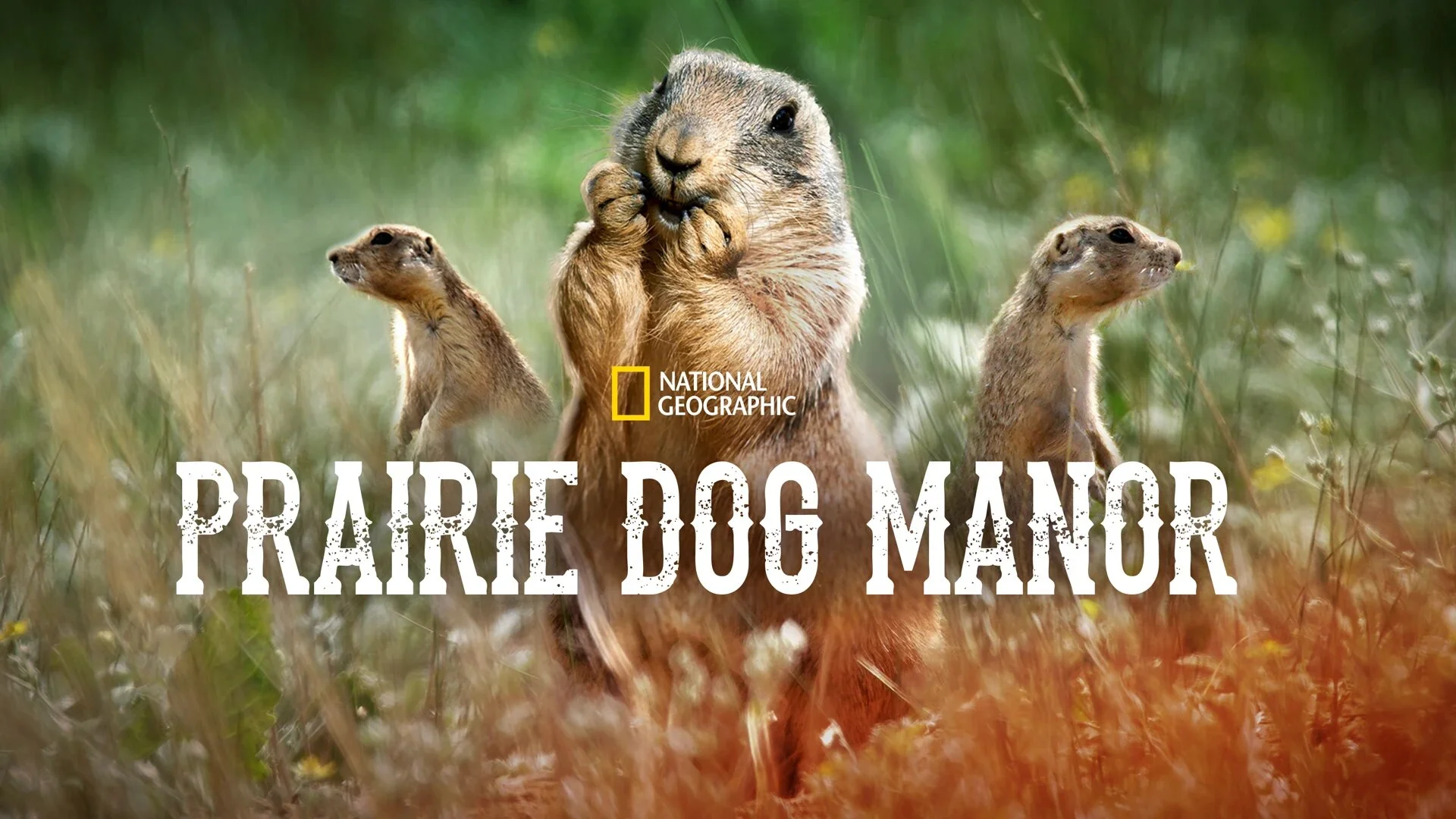 Prairie Dog Manor