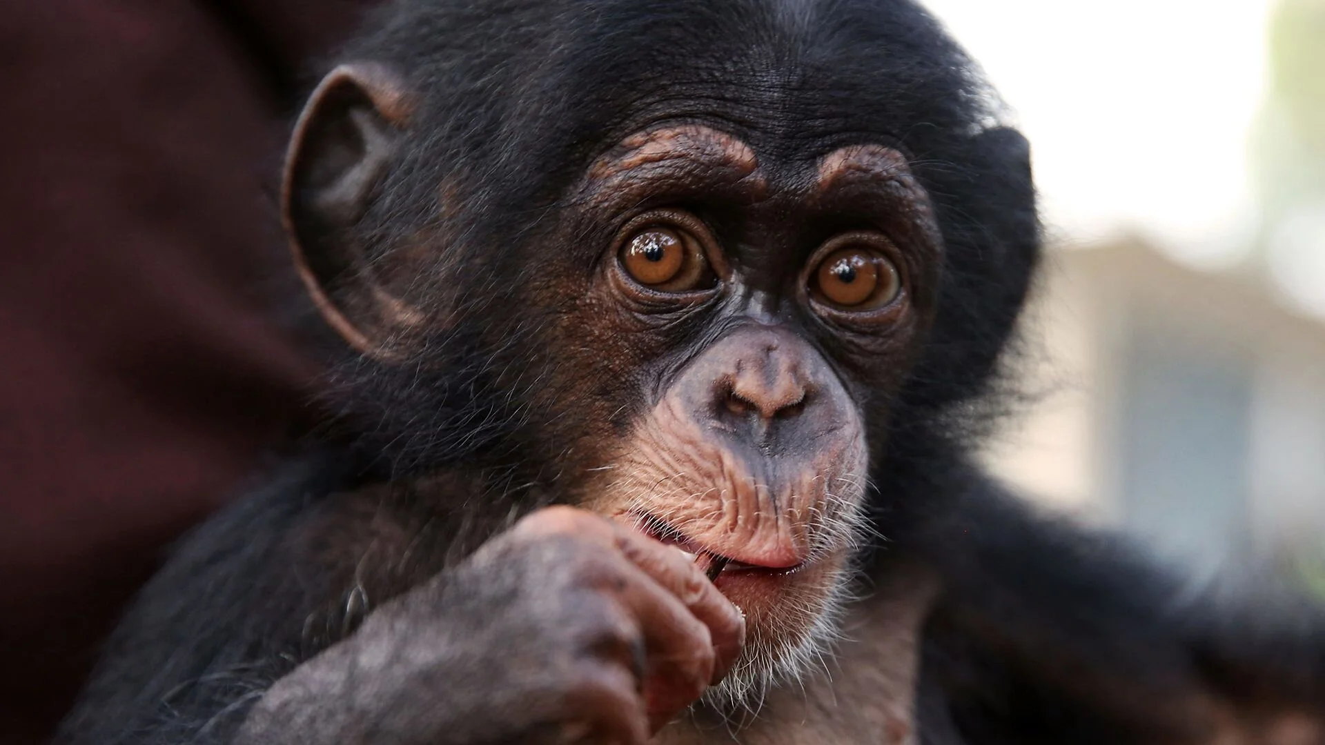 Baby Chimp Rescue