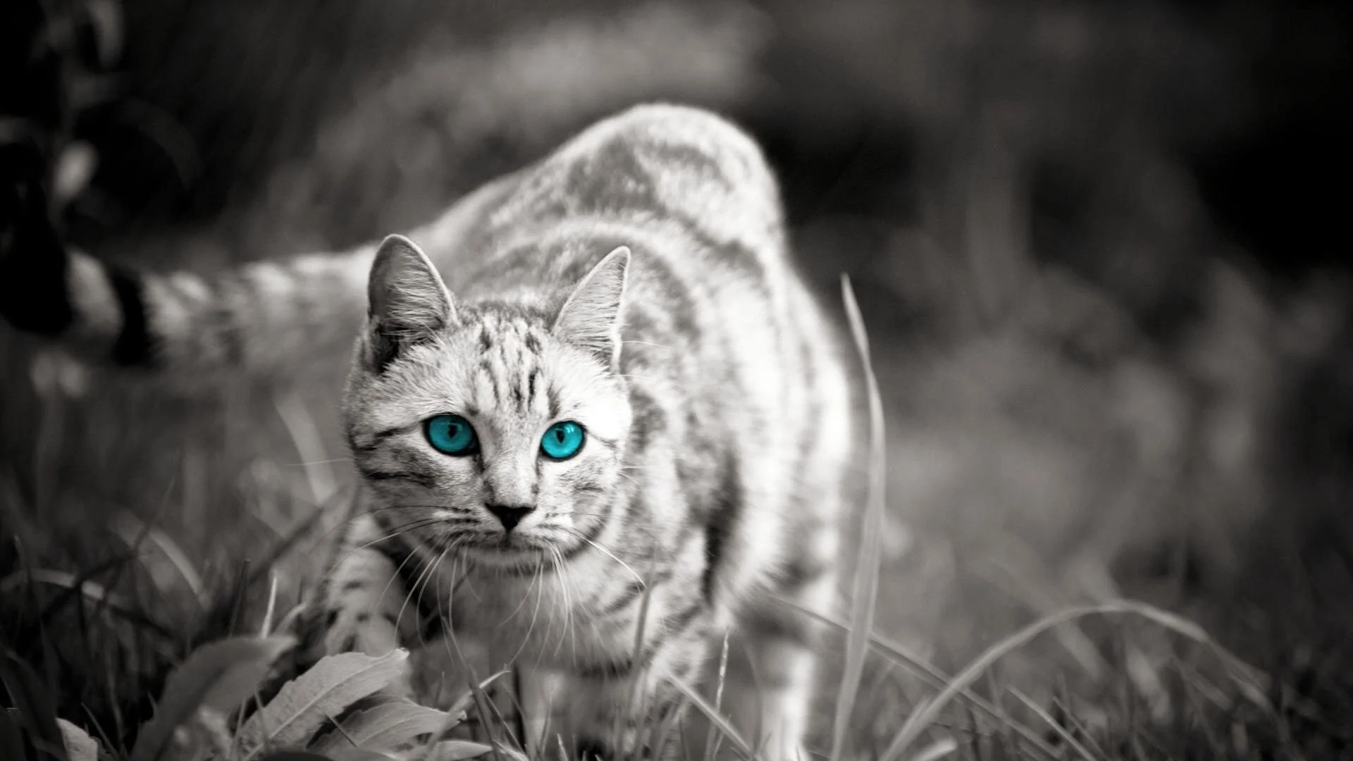Pets in the Wild
